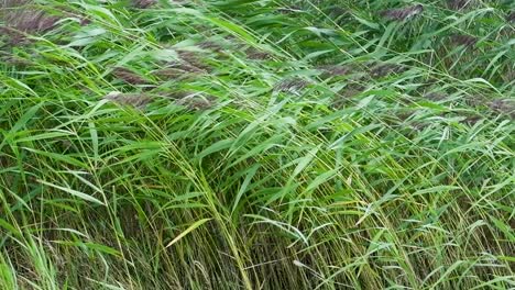 Slowmotion-shot-of-tall-grass-swaying-in-the-wind