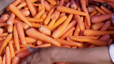 Frische-Bio-Karotten-Vom-Bauernhof-Aus-Nächster-Nähe-Aus-Verschiedenen-Blickwinkeln