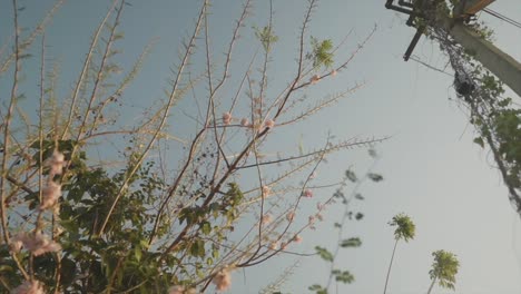 Drehaufnahme-Eines-Strommastes-In-Zeitlupe-Und-Blick-Auf-Einen-Baum-Mit-Blättern-Und-Blumen-An-Einem-Wolkenlosen-Sonnigen-Tag