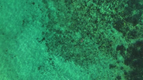 Aerial-view-above-a-woman-snorkling-in-turquoise-waters-of-Cancun,-Mexico---cenital,-drone-shot