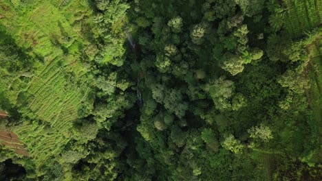 Aerial-top-down-shot-of-Dense-Lush-Forest-Landscape-on-slope-during-sunny-day