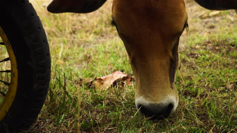 Close-up-shot-of-calf-head-grazing-next-to-motorcycle-wheel