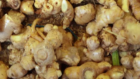 fresh-organic-ginger-from-farm-close-up-from-different-angle