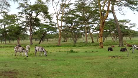 Panning-shot-of-zebras-and-wildebeests-eating-grass-beside-each-other-in-Kenya
