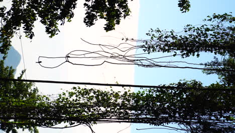 Birds-sitting-in-lianas-in-deep-jungle-of-Vietnam,-vertical-static-video