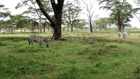 Hand-held-shot-of-zebras-grazing-and-walking-away-at-Cescent-island,-Kenya