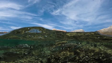 Geteilte-Halbe-Unterwasseransicht-Der-Schule-Von-Brachsenfischen,-Die-Im-Kristallklaren-Flachen-Wasser-Des-Meeres-Auf-Korsika,-Frankreich,-Schwimmen