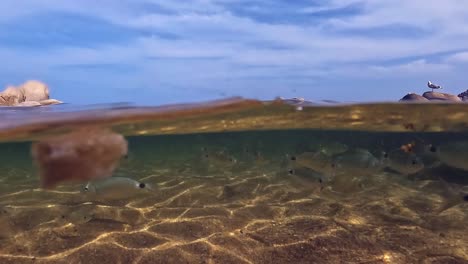 Split-over-under-underwater-view-of-hand-feeding-fish-in-shallow-sea-water