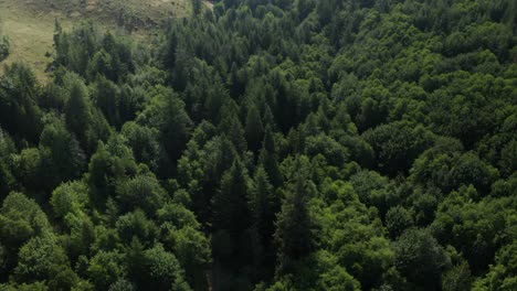 Drone-flying-over-thick-forest-in-the-pnw