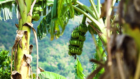 Green-banana-fruit-growing-on-tropical-tree-during-windy-day,-static-view