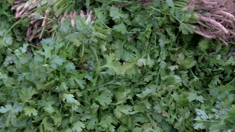 fresh-organic-coriander-leaves-from-farm-close-up-from-different-angle