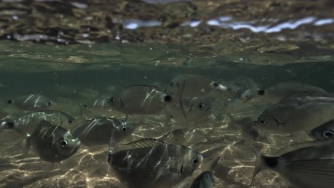 Halbe-Unterwasseransicht-Von-Handfütternden-Fischen-Im-Seichten-Meerwasser