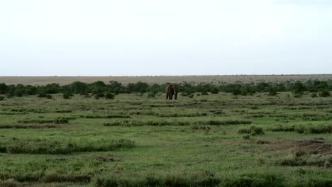 Hand-held-shot-of-a-singular-male-elephant-walking-alone-through-the-Ol-Pejeta-Park