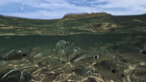 Geteilte-Unterwasseransicht-Von-Handfütternden-Fischen-Im-Seichten-Meerwasser