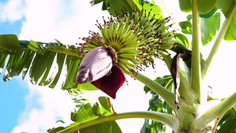 Bündel-Bananenfrüchte,-Die-Auf-Exotischen-Bäumen-Wachsen,-Sonniger-Tag,-Blick-Von-Unten