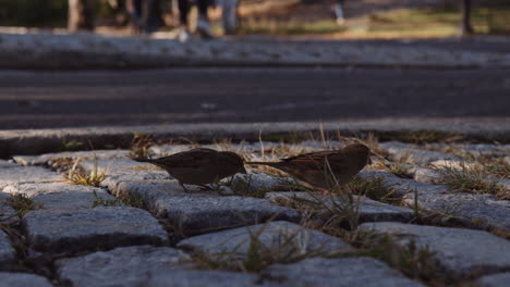 Two-House-Sparrow-Urban-Birds-Feeding-on-Paved-Sidewalk-in-Central-Park,-Manhattan-New-York-City,-People-Pedestrians-Walking-in-Background