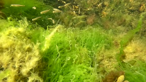 Slowmotion-Unterwasseraufnahme-Von-Winzigen-Fischen,-Die-Langsam-Schwimmen-Und-Sich-Auf-Dem-Grund-Des-Ozeans-Ausruhen