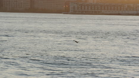 Einsame-Ente,-Die-Während-Der-Goldenen-Stunde-über-Dem-Hudson-River-Fliegt,-Mit-New-Jersey-Im-Hintergrund