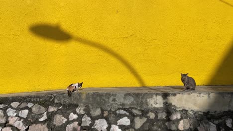 Stray-cats-rest-on-the-concrete-retaining-wall-against-the-yellow-painted-wall-with-the-shadow-of-a-lamp-post