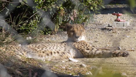 Leopard-laying-in-the-sun