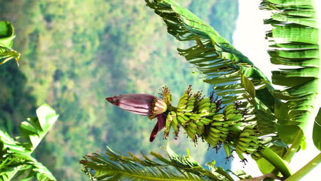 Wilde-Babybananenfrucht-Wächst-Auf-Palme,-Dschungellandschaft-Im-Hintergrund
