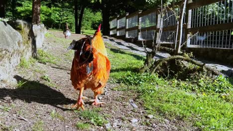 Chasing-a-rooster-in-countryside-landscape
