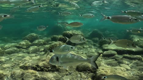 Underwater-view-of-school-of-fish-and-seabream-swimming-in-crystalline-clear-sea-shallow-water-in-Corsica,-France