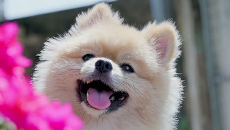 Close-up-of-cute-Pomeranian-dog-looking-to-the-camera-shaking-head-curious-eyes-and-smile
