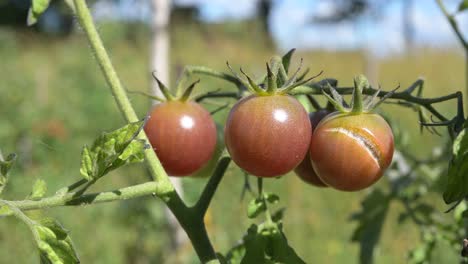 Primer-Plano-Del-Cultivo-De-Tomate-Cherry-En-Un-Jardín-De-Permacultura-Natural-Orgánico-Durante-La-Crisis-Alimentaria