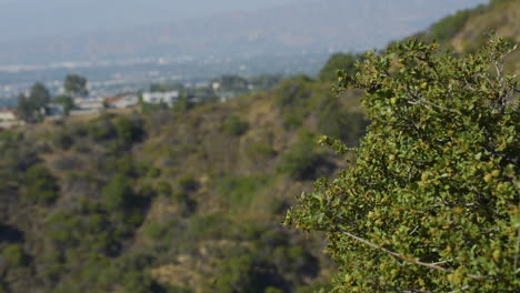 Panning-shot-from-closeup-of-bush-to-overlooking-small-town-located-in-Hollywood-Hills-Southern-California