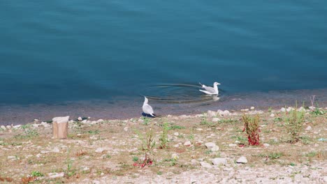 Seagulls-in-Idaho-on-the-search-for-food-on-the-shore-of-Chesterfield-Reservoir