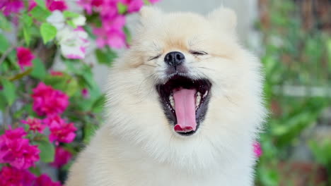 Adorable-sleepy-mini-Pomeranian-puppy-yawning-on-backyard---cute-Pomeranian-being-lazy