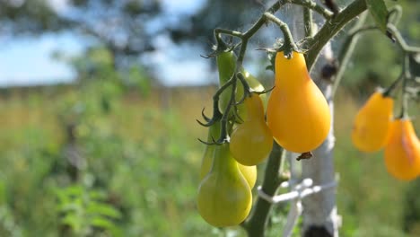 natural-organic-yellow-cherry-tomato-with-warm-sunshine-in-farm-close-up-static-shot