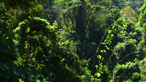 Selva-De-Bambú-Creciendo-En-Un-Día-Soleado-Vibrante,-Vista-Estática
