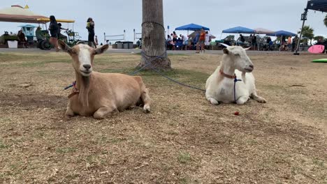 goats-relaxing-on-a-beach