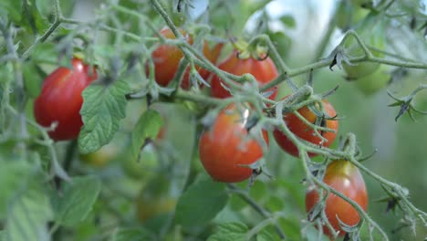 Tiro-Estático-Cerrar-Tomate-Cherry-Rojo-En-Granja-De-Jardín-Orgánico-Natural