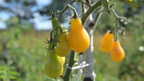 Natürliche-Organische-Kirschgelbe-Tomate-Nahaufnahme-Statische-Aufnahme-Von-Lebensmitteln,-Die-Bei-Sonnigem,-Warmem-Wetter-Wachsen