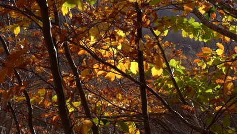 Yellow-leaves-shaking-by-breeze-on-an-autumn-background,-fall-copy-space