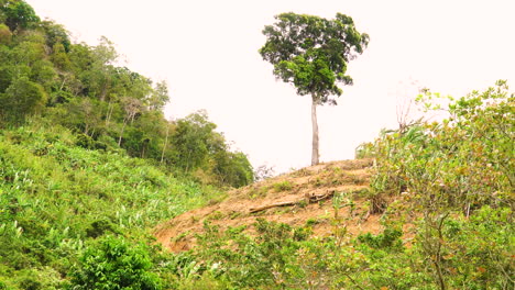 Tree-Isolated-On-The-Mountains-With-Deforested-Area-In-Southern-Vietnam