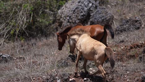 Sandel-horses-graze-in-an-arid-desert-in-Kupang,-Indonesia