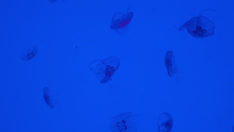 Thriving-moon-jelly,-aurelia-aurita-floating-in-aquarium-tank-with-blue-luminous-background-and-light,-science-lab