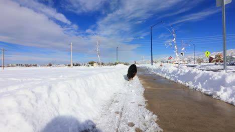 Australian-Shepherd-Dog-Sniffing-Snow-on-Walkway-in-Montana,-Slow-Motion,-4K