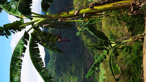 Vertical-static-scene-of-wild-baby-bananas-with-flower-growing,-Vietnam