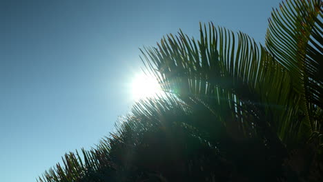 Looking-Up-On-Bright-Sun-In-Clear-Blue-Sky-Partially-Covered-By-Palm-Tree-Leaves-In-Jeju-Island,-South-Korea