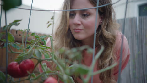 Mujer-Admirando-Los-Tomates-Cultivados-En-Casa-En-El-Jardín-Trasero,-Inspeccionando-Las-Plantas-Al-Aire-Libre-Durante-El-Día
