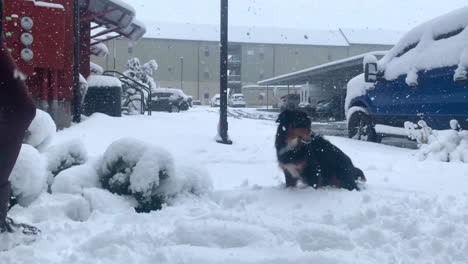 Australischer-Hund-Und-Besitzer,-Die-Im-Schnee-Spielen,-Zeitlupe,-Die-Schnee-Frisst,-4k