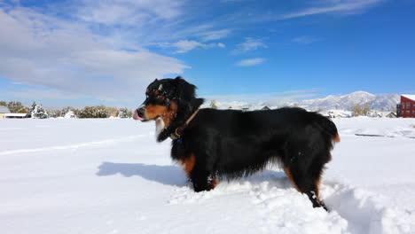 Hund-Steht-An-Einem-Sonnigen-Tag-Nach-Einem-Sturm-Im-Schnee-In-Bozeman-Montana,-4k,-Zeitlupe