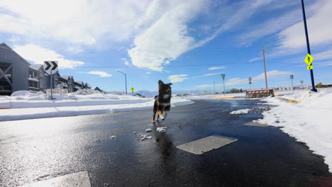 Dog-Running-in-Slow-Motion-Towards-Camera-on-a-Snowy-Day-in-Montana,-4K