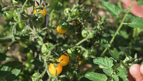 caucasian-male-hand-picking-cherry-yellow-tomato-from-a-eco-organic-garden