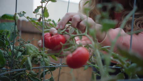Mujer-Admirando-Y-Recogiendo-Tomates-Cultivados-En-Casa-En-El-Jardín-Trasero